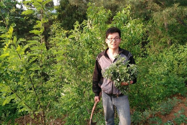 农村路旁的植物，农民常用它做糕点，殊不知它药用价值很高！