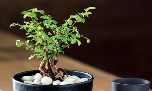  『根部』家养盆景“黄叶”最常见！教你几招，轻松解决，更具观赏性！