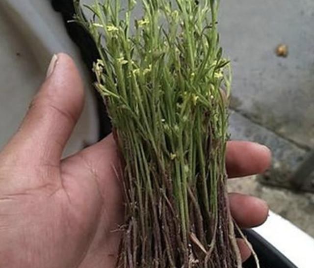  药草@长在农地里，人称疳积草，看着没有1米高，却是“药草”，