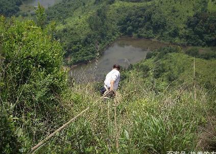 这种野生物，9年前父亲不重视，如今稀少珍贵好难遇，价值极高