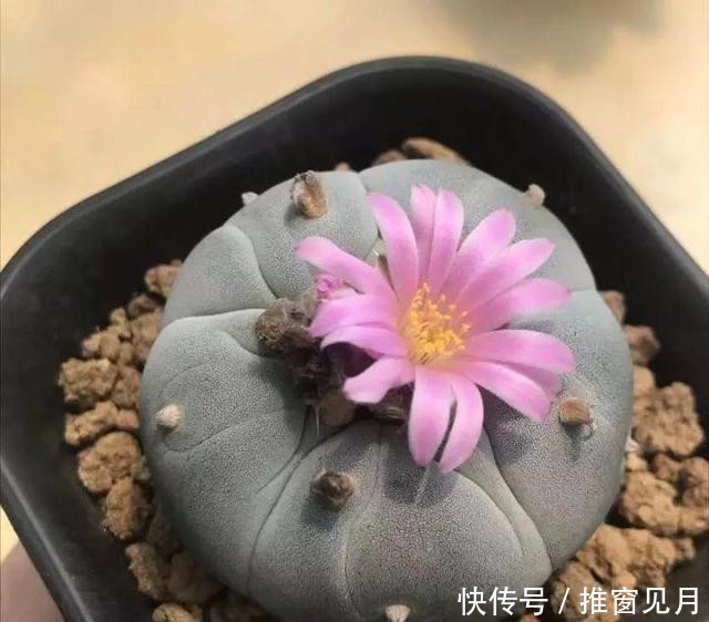  「夏种」浅谈夏种型多肉植物有哪些和它们的一些特点