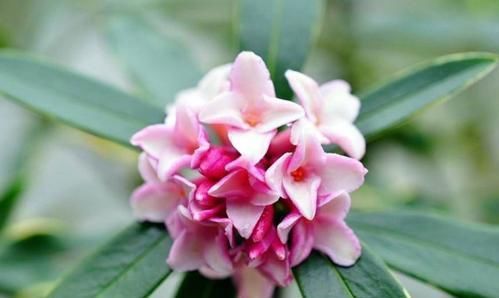  #栀子花#太聪明了！开春养了这几种花，满屋子花香太享受了