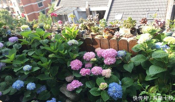 #直射光#绣球到底怎样晒太阳很多人都弄反了,怪不得怎么也养不好