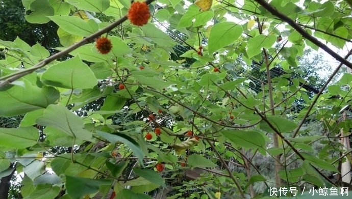  「构树」农村常见树木, 白色汁液让人嫌弃, 果实像“灯笼”, 可