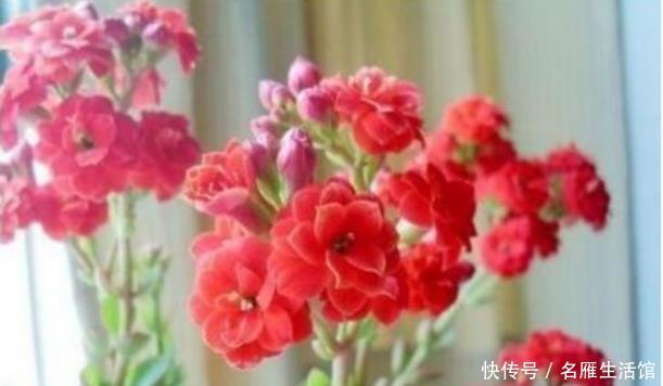 『养花』新手养花,不如养盆花中精品“鸿运当头”,花好吉祥,高贵典雅