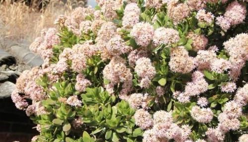  「樱花」在大理，一棵十几年的玉树开花了，简直就是“樱花”难得一见