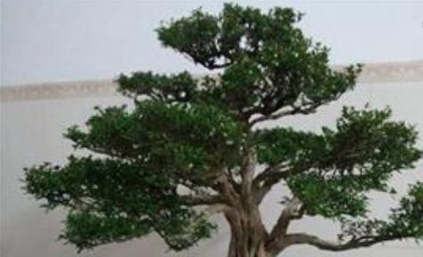 #甲醛#这种“植物”是“吸甲醛之王”,果子还能治病,栽一盆好处多多!