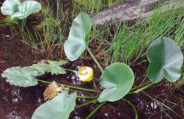  『双子叶植物』对在水缸养鱼养睡莲有什么好的建议吗？