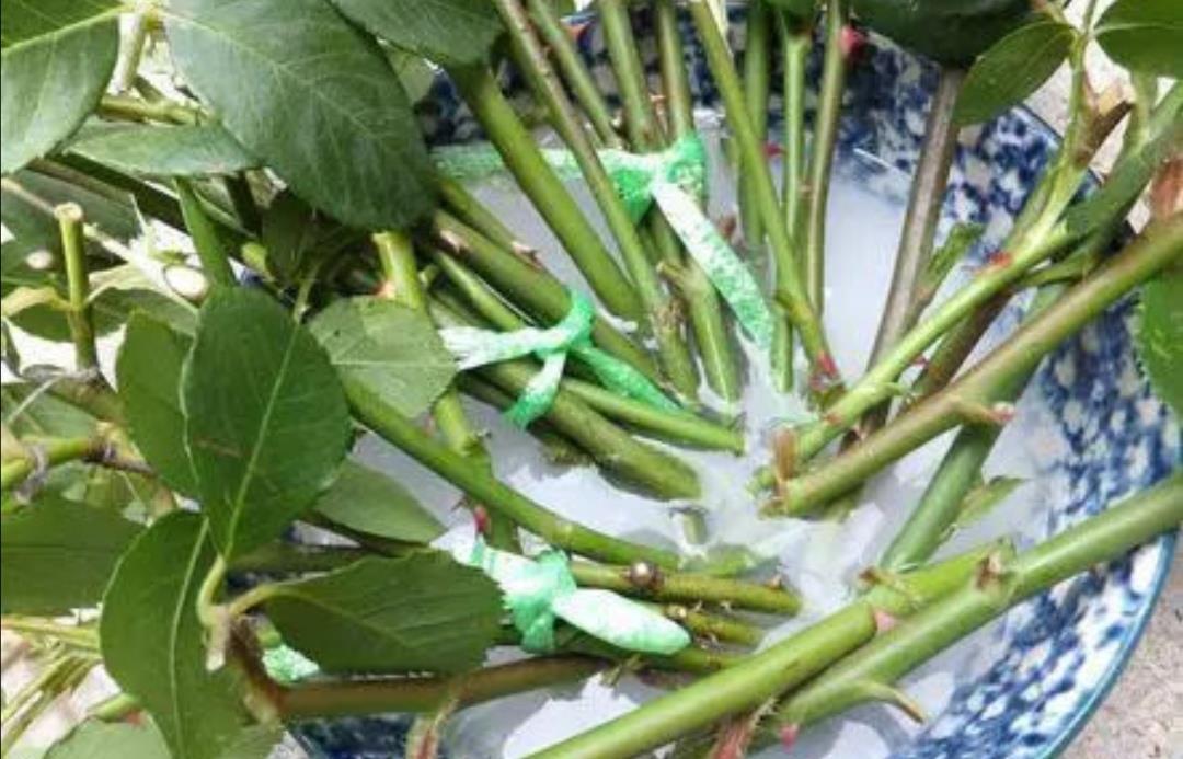  #过程中#生根粉不用买，扦插可以用6种水，方法简单、生根快