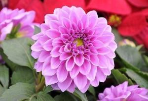  【适合】高温阳台，适合养这些花卉，叶片肥美好养活，阳台轻松变大观园
