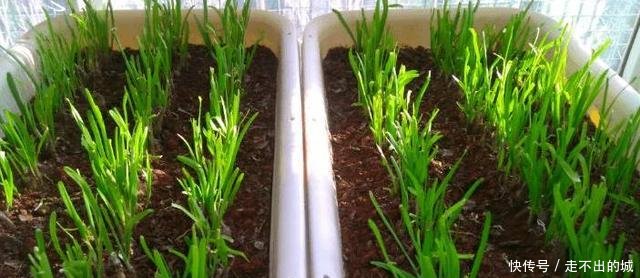  「种种」阳台种种韭菜，4个小窍门，棵棵粗的像小葱，一年能割10茬