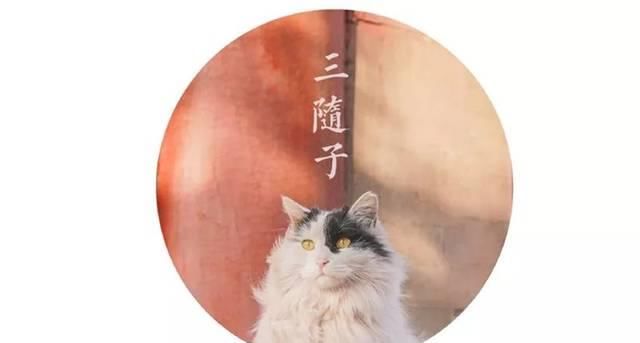 一年 30 多趟故宫，只为拍摄超赞「故宫猫咪图籍」！