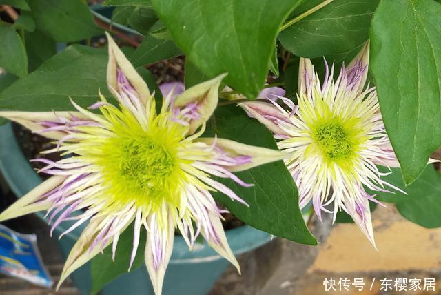  「水晶」水晶喷泉开花喽！花朵碗口大，还一开十几朵