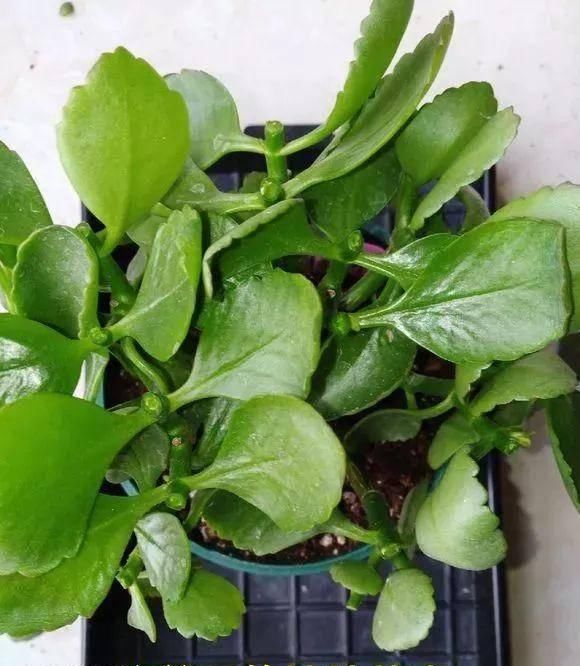  植株进行：家里的长寿花不开花？养成老桩花多到爆