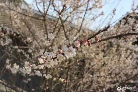 梅花开了!福州赏梅地图新鲜出炉，现在就去!