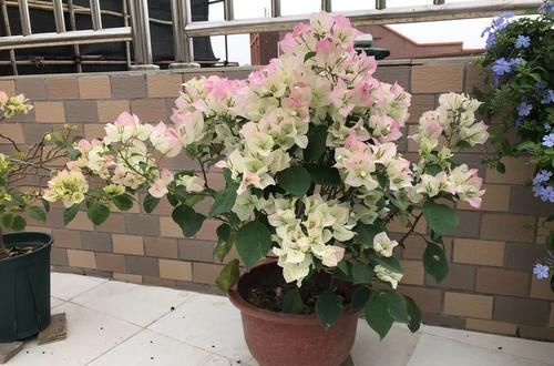 旺盛■养这4款低矮植物,发育旺盛,开花美艳迷人,观赏性超高,真漂亮