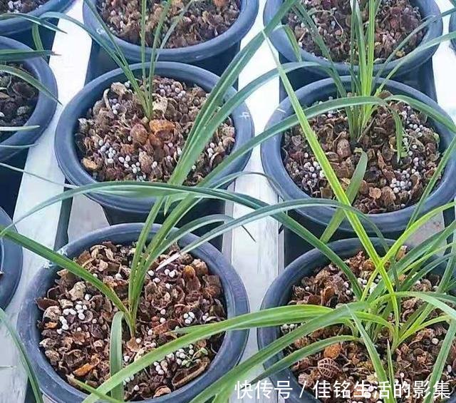 #芦头#怎样使用花生壳养兰花