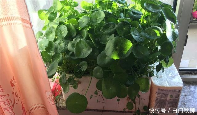 『新叶』养铜钱草富贵竹,注意3细节,新叶蹭蹭蹿,叶片绿流油,长超旺!