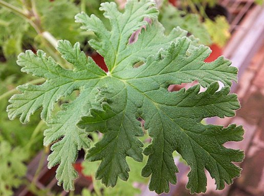  『家里』蚊子最讨厌的一些植物，家里香气满满，驱蚊效果比蚊香还管用