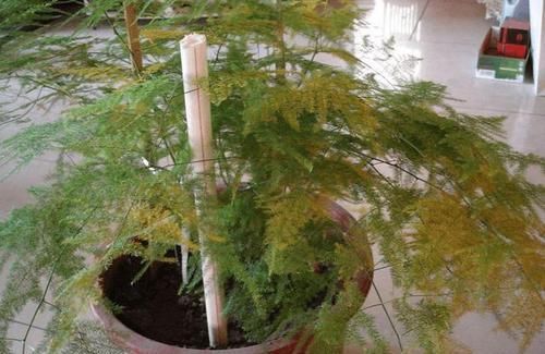  #增加植物#文竹浇水时加1种东西，保证叶片不再黄叶、干枯