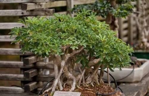  暖凉爽的环：22种天生就是最好的盆景植物，你认识几种？