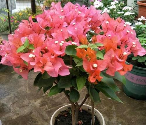 「开爆」庭院选这几款花,耐寒易打理,花美色艳,花儿轻松开爆盆
