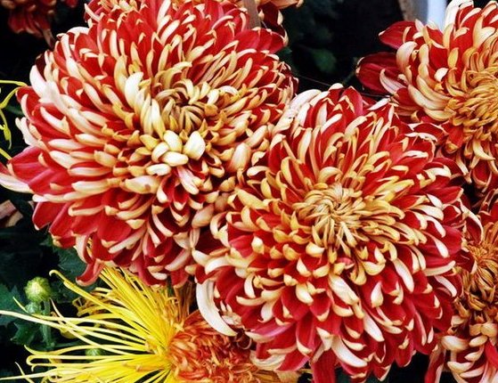  [暗淡]喜欢菊花，就养盆“菊中珍品”万山红遍，花朵鲜艳美丽，幽香暗淡