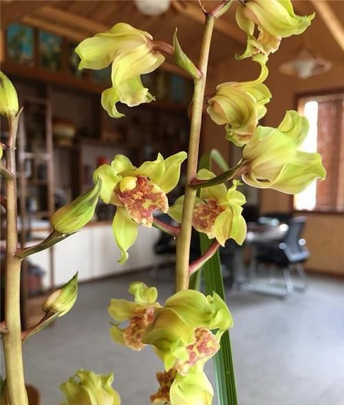  『品种』此花曾获奖无数，花品稳定有灵气，非常具有经典性，欣赏价值极高