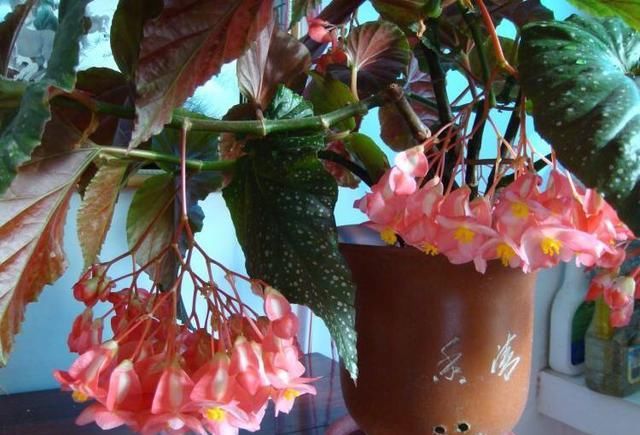  『花儿』想养花就扦插一盆这花，一节枝种一盆，花儿一开就是大半年，美！