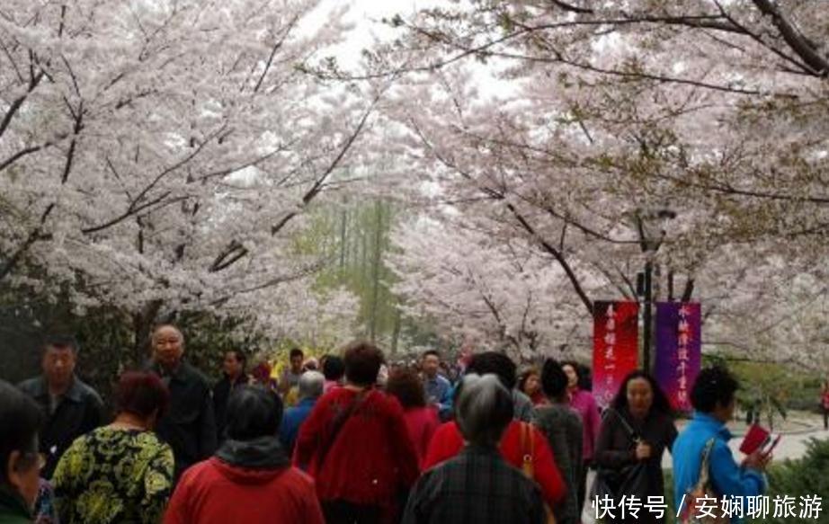 10万游客挤爆玉渊潭公园赏樱,游客:手机都“罢工”了