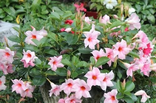 #家里#热带可经常开花的爬藤飘香藤，却被养成家里的盆栽
