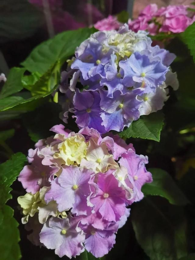  「球老师爱吃薄荷冰淇」封闭阳台养花，防盗窗有大用，1平米也能变花园！