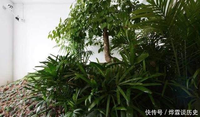  男人@3个男人把出租屋改造成公园, 物业很抓狂, 房东却高兴坏了