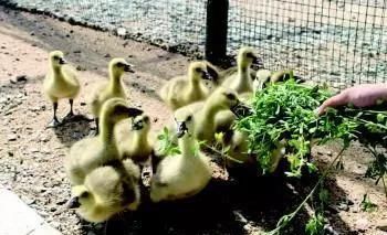  全身：全身是宝，养一只就赚1000元，目前养的人不多