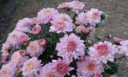  『著特点』带你认识“8种菊花”，个个花期多变，美丽好养，您都见过吗