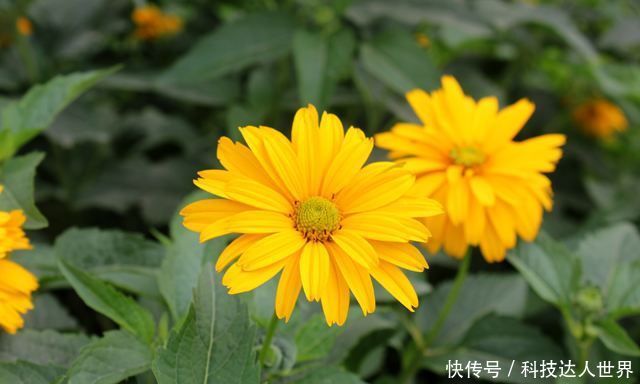 『龙吐珠』三种十分罕见的花,山麦冬、赛菊芋、龙吐珠,你见过几个?