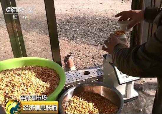 玉米价格高涨背后：东北粮源减少 企业深加工需求旺