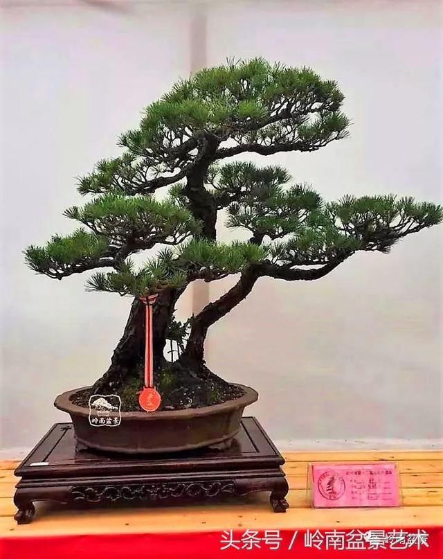 松树盆景，怎样才能算上品？