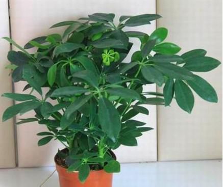  吃能■家里养这4种花，能赏能吃能治病，赚大啦！