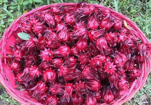  名字■名字带茄却不是茄子，一斤能卖到50元，农民却摇头说不敢