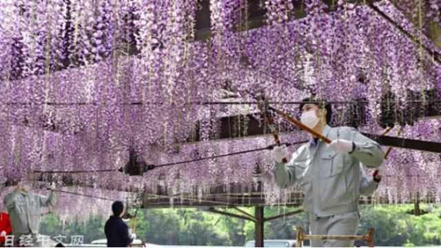  沙子：剪紫藤花、砍郁金香、倒鸡粪、往滑板公园填沙子……都是为防人群聚集