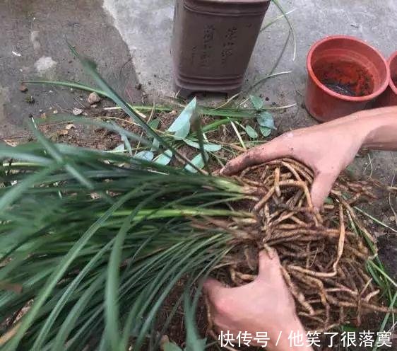 小苗■兰花分株的“最佳”时间,早一步晚一步都不成