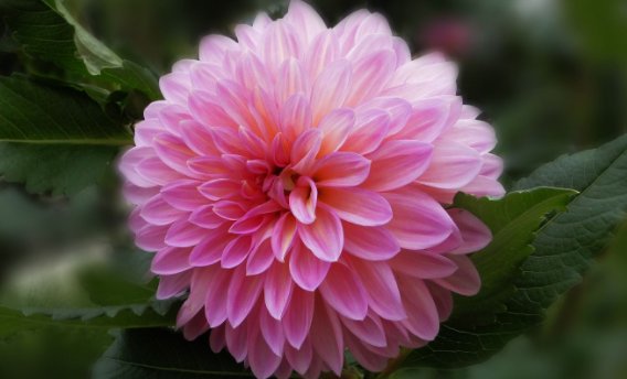  『花姿』养花就养寓意好的，花姿妖娆，盛开时繁花似锦，养在家中太美了