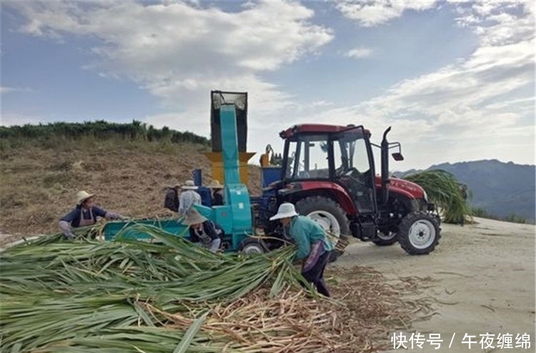  #我国#每年亩产15吨，牛羊鸡鸭鹅都能吃，引入我国20年，却推广