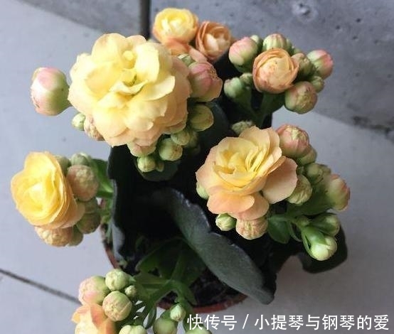  「蟹爪兰」入秋养栀子茉莉，不如养2种“观花植物”，1株能开出上百朵花