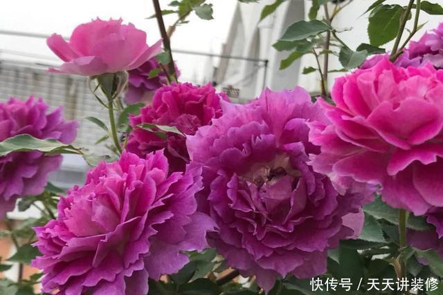  种喜光：夏天烈日太厉害，就养4种喜光花，一口气开花200天，花量巨大