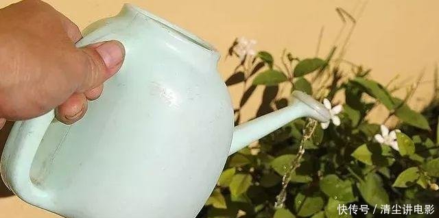 「药片」家里5种过期药片别扔,能杀菌防烂根,都是养花的宝贝!