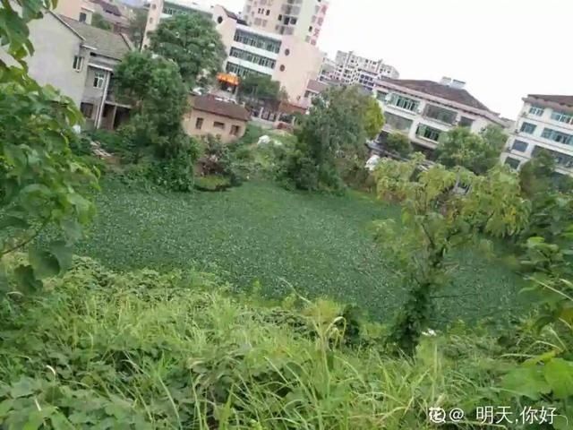 「得像」急性子就养铜钱草,俩月爆满整个家,多得像生物入侵