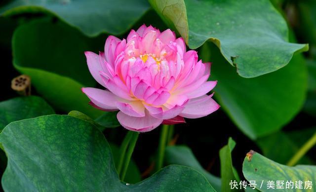 『家里』适合家养的3种花,好养易活开花漂亮,家里养一盆,夏天也能赏花