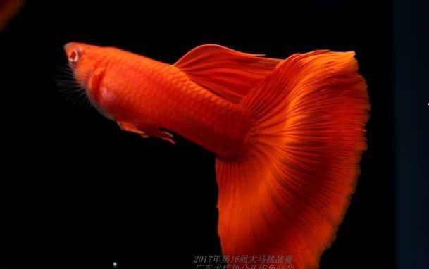  【均表现为】孔雀鱼太好繁殖啦，所以孔雀鱼的品种多到让你数不过来！